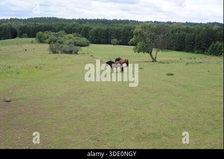 Pferde, die im Sommer auf einer Wiese im Grünen inmitten eines Waldes weiden Stockfoto