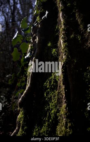 Moos und Efeu wachsen auf einem Baumstamm im Gegenlicht der Sonne in einem Park Stockfoto