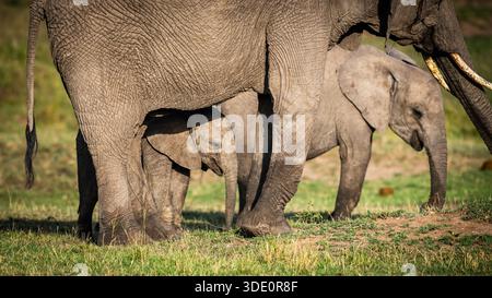 Teil einer Sammlung wilder afrikanischer Elefanten, die meistens trinken oder sich beeilen, zusammen mit Baby-Elefanten spielen. Stockfoto