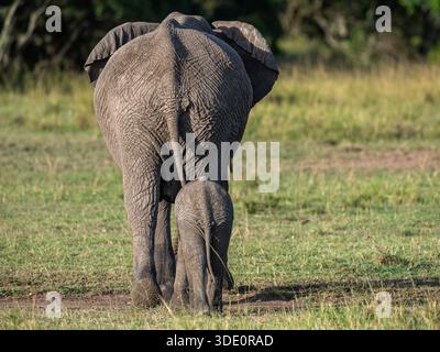 Teil einer Sammlung wilder afrikanischer Elefanten, die meistens trinken oder sich beeilen, zusammen mit Baby-Elefanten spielen. Stockfoto