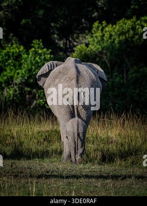 Teil einer Sammlung wilder afrikanischer Elefanten, die meistens trinken oder sich beeilen, zusammen mit Baby-Elefanten spielen. Stockfoto