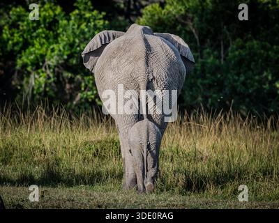 Teil einer Sammlung wilder afrikanischer Elefanten, die meistens trinken oder sich beeilen, zusammen mit Baby-Elefanten spielen. Stockfoto