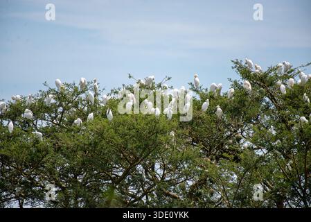 Eine Gemeinde von Rinderreihern (früher Gattung Bubulcus) in Lyantonde Uganda Stockfoto