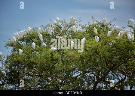 Eine Gemeinde von Rinderreihern (früher Gattung Bubulcus) in Lyantonde Uganda Stockfoto