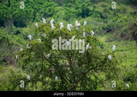 Eine Gemeinde von Rinderreihern (früher Gattung Bubulcus) in Lyantonde Uganda Stockfoto