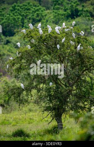 Eine Gemeinde von Rinderreihern (früher Gattung Bubulcus) in Lyantonde Uganda Stockfoto