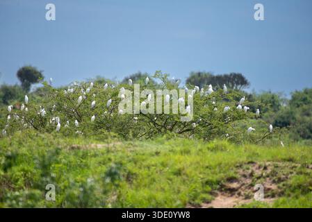 Eine Gemeinde von Rinderreihern (früher Gattung Bubulcus) in Lyantonde Uganda Stockfoto