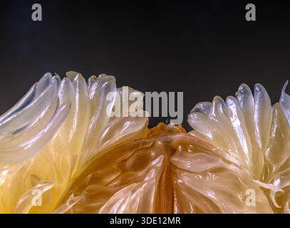 Extreme Makro von durchscheinenden Pomelo Zitrussaftvesikeln auf dunklem Hintergrund - Hydration, Zellerneuerung, natürliche Extrakte Stockfoto