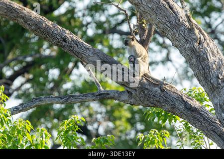 Ein Rotvetaffe mit einem Baby, das an einem heißen Tag in einem großen Baum sitzt, im Moremi Game Reserve, Botswana Stockfoto