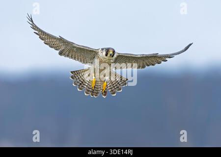 Ein weiblicher Wanderfalke (Falco peregrinus) im Flug. Stockfoto