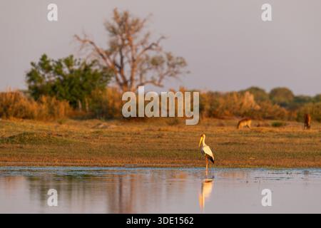 Gelbschnabelstorch steht am Ufer eines kleinen Pools während des Sonnenuntergangs im Moremi Game Reserve, Botswana Stockfoto