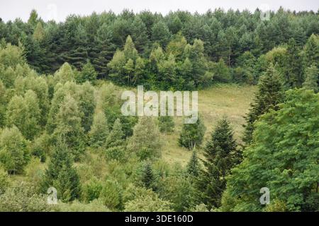 Sommer in den Karpaten. Immergrüne und Laubbäume auf einer malerischen grünen Wiese in den Bergen. Stockfoto
