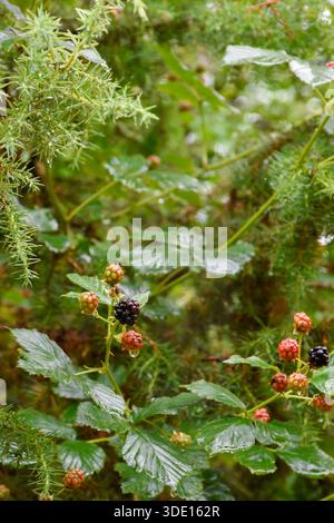 Wilde Beeren mit Regentropfen. Nasse Blätter zwischen Tannenzweigen im Sommerwald. Wunderschöne Karpaten-Wälder nach Regen. Stockfoto