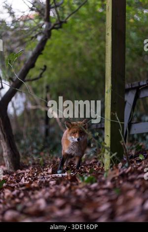 Greater London, Großbritannien. Januar 2026. Ein neugieriger Fuchs nähert sich der Kamera in einem Vorstadtgarten. Die einheimischen Rotfuchsarten (Vulpes vulpes) im Vereinigten Königreich haben ihre Aktivität während des Winters, vor allem im Januar und Februar, verstärkt, so dass die Jungen Ende März oder Anfang April geboren werden, wenn die Futtermöglichkeiten für das Überleben ihrer Jungen besser sind. Quelle: Francesca Moore/Alamy Live News Stockfoto