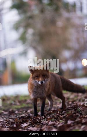 Greater London, Großbritannien. Januar 2026. Ein neugieriger Fuchs nähert sich der Kamera in einem Vorstadtgarten. Die einheimischen Rotfuchsarten (Vulpes vulpes) im Vereinigten Königreich haben ihre Aktivität während des Winters, vor allem im Januar und Februar, verstärkt, so dass die Jungen Ende März oder Anfang April geboren werden, wenn die Futtermöglichkeiten für das Überleben ihrer Jungen besser sind. Quelle: Francesca Moore/Alamy Live News Stockfoto