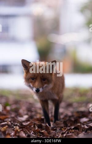 Greater London, Großbritannien. Januar 2026. Ein neugieriger Fuchs nähert sich der Kamera in einem Vorstadtgarten. Die einheimischen Rotfuchsarten (Vulpes vulpes) im Vereinigten Königreich haben ihre Aktivität während des Winters, vor allem im Januar und Februar, verstärkt, so dass die Jungen Ende März oder Anfang April geboren werden, wenn die Futtermöglichkeiten für das Überleben ihrer Jungen besser sind. Quelle: Francesca Moore/Alamy Live News Stockfoto