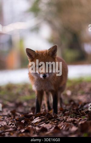 Greater London, Großbritannien. Januar 2026. Ein neugieriger Fuchs nähert sich der Kamera in einem Vorstadtgarten. Die einheimischen Rotfuchsarten (Vulpes vulpes) im Vereinigten Königreich haben ihre Aktivität während des Winters, vor allem im Januar und Februar, verstärkt, so dass die Jungen Ende März oder Anfang April geboren werden, wenn die Futtermöglichkeiten für das Überleben ihrer Jungen besser sind. Quelle: Francesca Moore/Alamy Live News Stockfoto