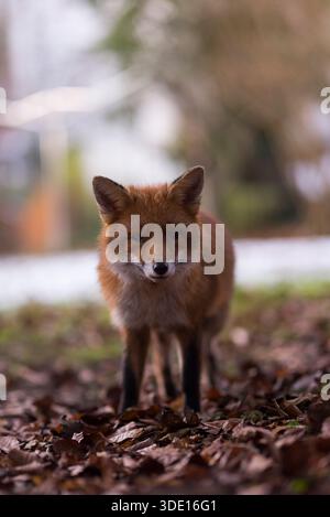 Greater London, Großbritannien. Januar 2026. Ein neugieriger Fuchs nähert sich der Kamera in einem Vorstadtgarten. Die einheimischen Rotfuchsarten (Vulpes vulpes) im Vereinigten Königreich haben ihre Aktivität während des Winters, vor allem im Januar und Februar, verstärkt, so dass die Jungen Ende März oder Anfang April geboren werden, wenn die Futtermöglichkeiten für das Überleben ihrer Jungen besser sind. Quelle: Francesca Moore/Alamy Live News Stockfoto