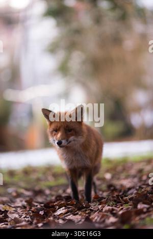 Greater London, Großbritannien. Januar 2026. Ein neugieriger Fuchs nähert sich der Kamera in einem Vorstadtgarten. Die einheimischen Rotfuchsarten (Vulpes vulpes) im Vereinigten Königreich haben ihre Aktivität während des Winters, vor allem im Januar und Februar, verstärkt, so dass die Jungen Ende März oder Anfang April geboren werden, wenn die Futtermöglichkeiten für das Überleben ihrer Jungen besser sind. Quelle: Francesca Moore/Alamy Live News Stockfoto