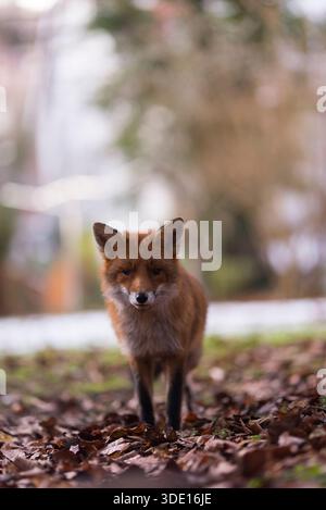Greater London, Großbritannien. Januar 2026. Ein neugieriger Fuchs nähert sich der Kamera in einem Vorstadtgarten. Die einheimischen Rotfuchsarten (Vulpes vulpes) im Vereinigten Königreich haben ihre Aktivität während des Winters, vor allem im Januar und Februar, verstärkt, so dass die Jungen Ende März oder Anfang April geboren werden, wenn die Futtermöglichkeiten für das Überleben ihrer Jungen besser sind. Quelle: Francesca Moore/Alamy Live News Stockfoto