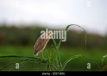 Squacco Reiher (Ardeola ralloides) - Lake Victoria Uganda Stockfoto