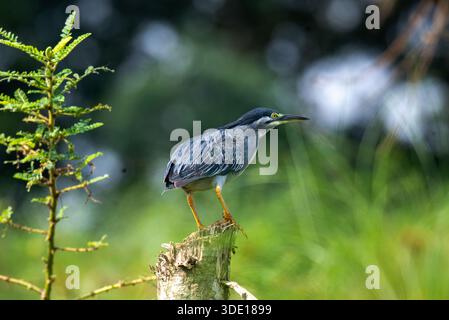 Streifenreiher (Butorides striata) am Nil in Jinja Stockfoto