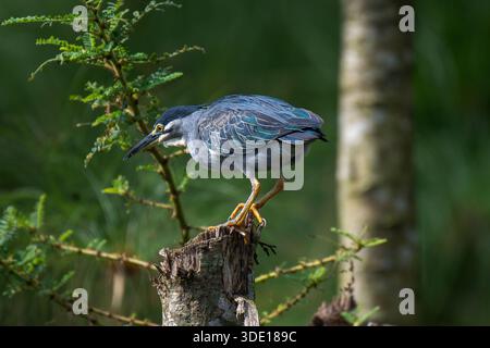 Streifenreiher (Butorides striata) am Nil in Jinja Stockfoto