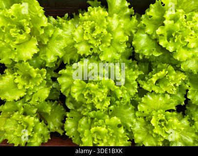 Hintergrund der frischen Salatkeimlinge. Gesunde und vegetarische Lebensmittel. Nahaufnahme. Stockfoto