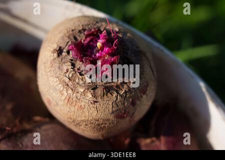 Großaufnahme rohe Rote Bete aus dem Garten zeigt tiefes magentafarbenes Fleisch, zerrissene erdige Haut mit Bodenflecken Stockfoto