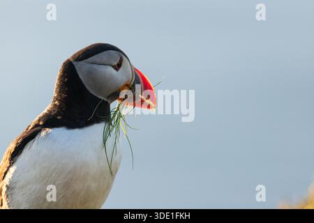Papageitaucher Stockfoto