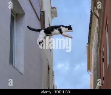 Eine sportliche zweifarbige Katze, die von einem Fenster auf die andere Seite über eine enge Gasse springt, in einem griechischen Dorf auf der Insel Korfu, Griechenland Stockfoto