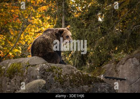 Der Braunbär (Ursus Arctos) sitzt in der Herbstsaison in Schweden auf Rock. Ein großes Pelztier auf Stein in Skansen im Herbst. Stockfoto