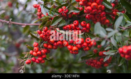 Eine Nahaufnahme eines Zweiges mit hellroten Beeren und grünen Blättern von feuerdorn (Pyracantha coccinea), die einen lebendigen natürlichen Kontrast erzeugt Stockfoto