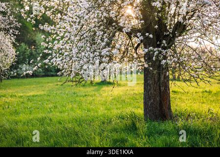 Apfelbaum in Blüte. Frühlingsnatur. Sonniger Tag und Blüten im Obstgarten Stockfoto