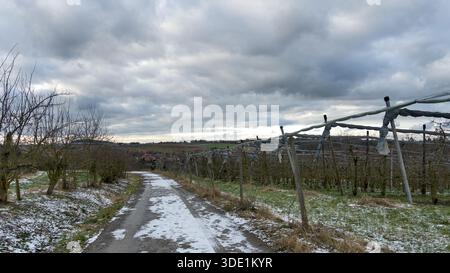 Ein Pfad schlängelt sich zwischen Bäumen über einen teilweise schneebedeckten Boden unter einem bewölkten Winterhimmel und schafft eine ruhige Waldszene. Stockfoto