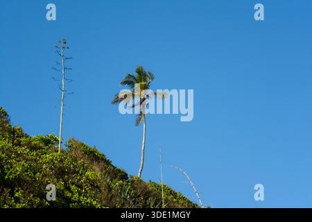 Eine einsame Kokospalme und einheimische Vegetation vor einem wolkenlosen blauen Himmel. Stockfoto