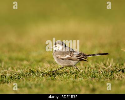 Weißer Wagtail (Motacilla alba) stehend und auf grasbewachsenem Boden, kleiner Passerine, natürliches Verhalten, offener Lebensraum, Europa. Stockfoto