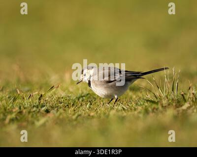 Weißer Wagtail (Motacilla alba) stehend und auf grasbewachsenem Boden, kleiner Passerine, natürliches Verhalten, offener Lebensraum, Europa. Stockfoto