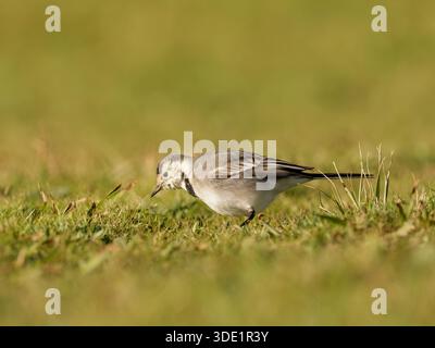 Weißer Wagtail (Motacilla alba) stehend und auf grasbewachsenem Boden, kleiner Passerine, natürliches Verhalten, offener Lebensraum, Europa. Stockfoto