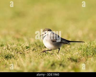 Weißer Wagtail (Motacilla alba) stehend und auf grasbewachsenem Boden, kleiner Passerine, natürliches Verhalten, offener Lebensraum, Europa. Stockfoto