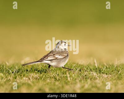 Weißer Wagtail (Motacilla alba) stehend und auf grasbewachsenem Boden, kleiner Passerine, natürliches Verhalten, offener Lebensraum, Europa. Stockfoto
