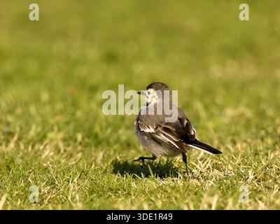 Weißer Wagtail (Motacilla alba) stehend und auf grasbewachsenem Boden, kleiner Passerine, natürliches Verhalten, offener Lebensraum, Europa. Stockfoto