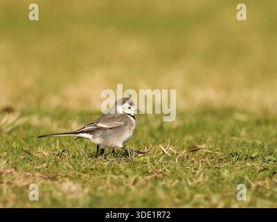 Weißer Wagtail (Motacilla alba) stehend und auf grasbewachsenem Boden, kleiner Passerine, natürliches Verhalten, offener Lebensraum, Europa. Stockfoto