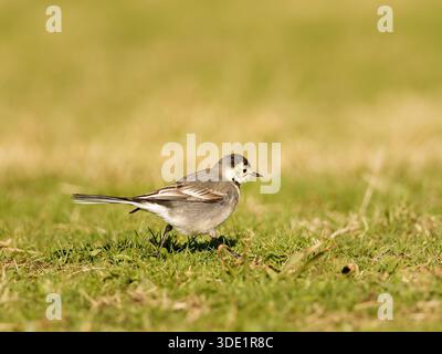 Weißer Wagtail (Motacilla alba) stehend und auf grasbewachsenem Boden, kleiner Passerine, natürliches Verhalten, offener Lebensraum, Europa. Stockfoto
