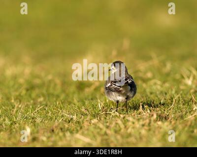Weißer Wagtail (Motacilla alba) stehend und auf grasbewachsenem Boden, kleiner Passerine, natürliches Verhalten, offener Lebensraum, Europa. Stockfoto
