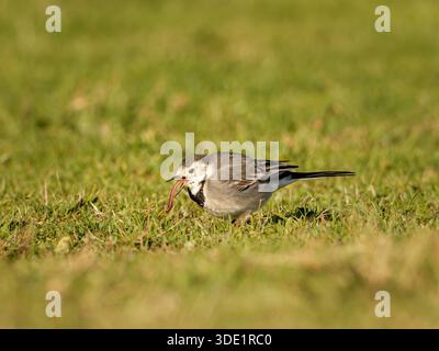 Weißer Wagtail (Motacilla alba) stehend und auf grasbewachsenem Boden, kleiner Passerine, natürliches Verhalten, offener Lebensraum, Europa. Stockfoto