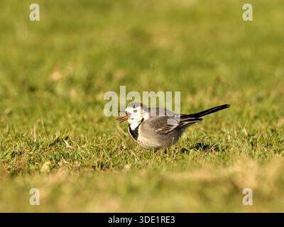 Weißer Wagtail (Motacilla alba) stehend und auf grasbewachsenem Boden, kleiner Passerine, natürliches Verhalten, offener Lebensraum, Europa. Stockfoto
