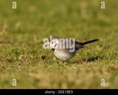 Weißer Wagtail (Motacilla alba) stehend und auf grasbewachsenem Boden, kleiner Passerine, natürliches Verhalten, offener Lebensraum, Europa. Stockfoto