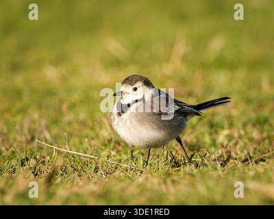 Weißer Wagtail (Motacilla alba) stehend und auf grasbewachsenem Boden, kleiner Passerine, natürliches Verhalten, offener Lebensraum, Europa. Stockfoto