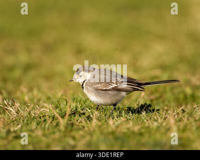 Weißer Wagtail (Motacilla alba) stehend und auf grasbewachsenem Boden, kleiner Passerine, natürliches Verhalten, offener Lebensraum, Europa. Stockfoto